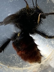 Bombus