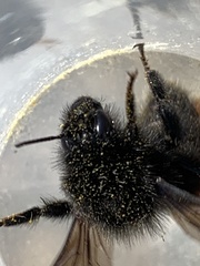 Bombus