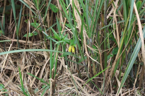 Disporum shimadae (Disporum shimadae)