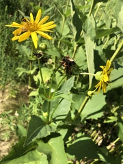 Silphium perfoliatum