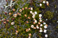 Harrimanella hypnoides