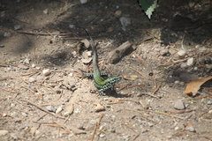 Podarcis muralis nigriventris