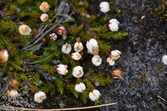 Harrimanella hypnoides