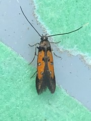 Chrysoclista linneella