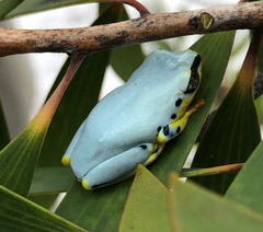 Heterixalus madagascariensis
