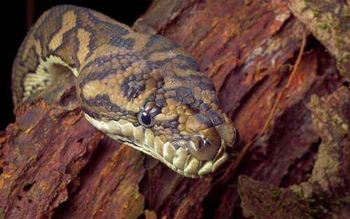 Coastal Carpet Python sighting