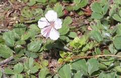 Geranium × cantabrigiense