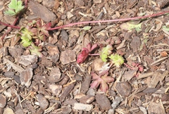 Geranium × cantabrigiense