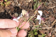 Geranium × cantabrigiense