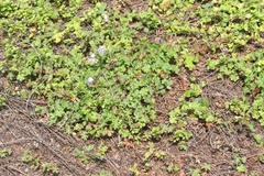 Geranium × cantabrigiense