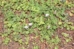 Geranium × cantabrigiense