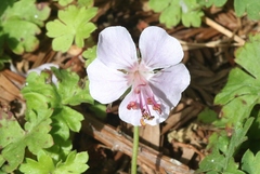 Geranium × cantabrigiense