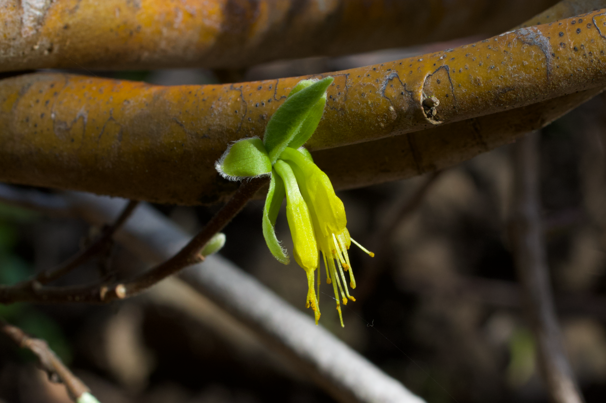 Image of Dirca occidentalis by (c) Arvel Hernandez, some rights reserved (CC BY)