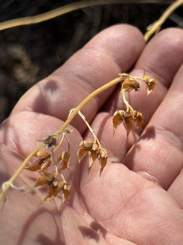 Penstemon parryi