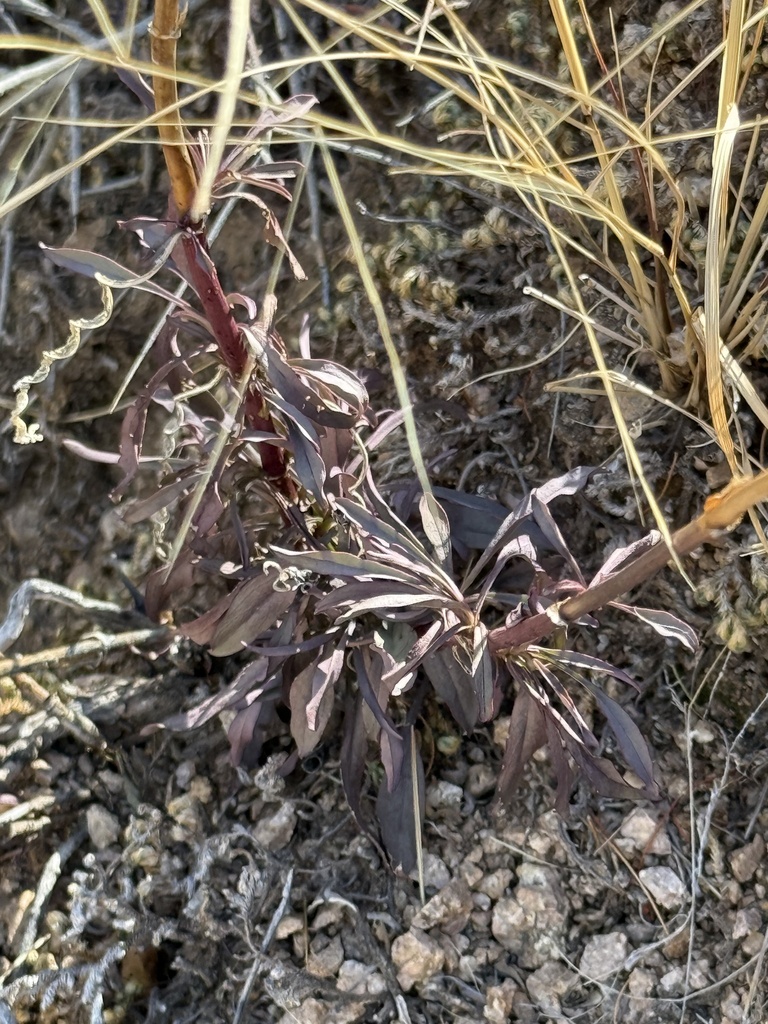 Penstemon parryi, Saguaro National Park - Tucson Mountain District, Tucson, AZ, US