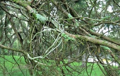 Dendrophylax porrectus