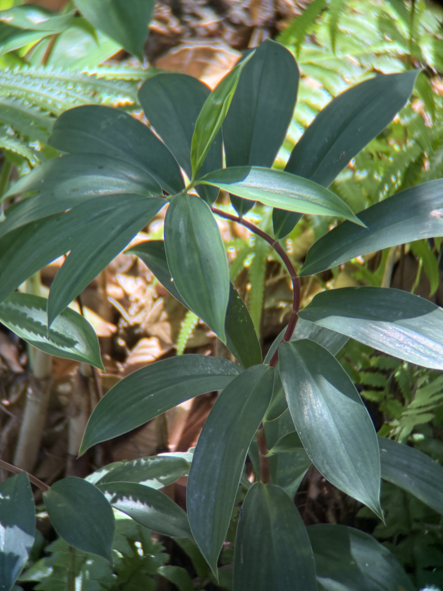 Hellenia speciosa (Hellenia speciosa)
