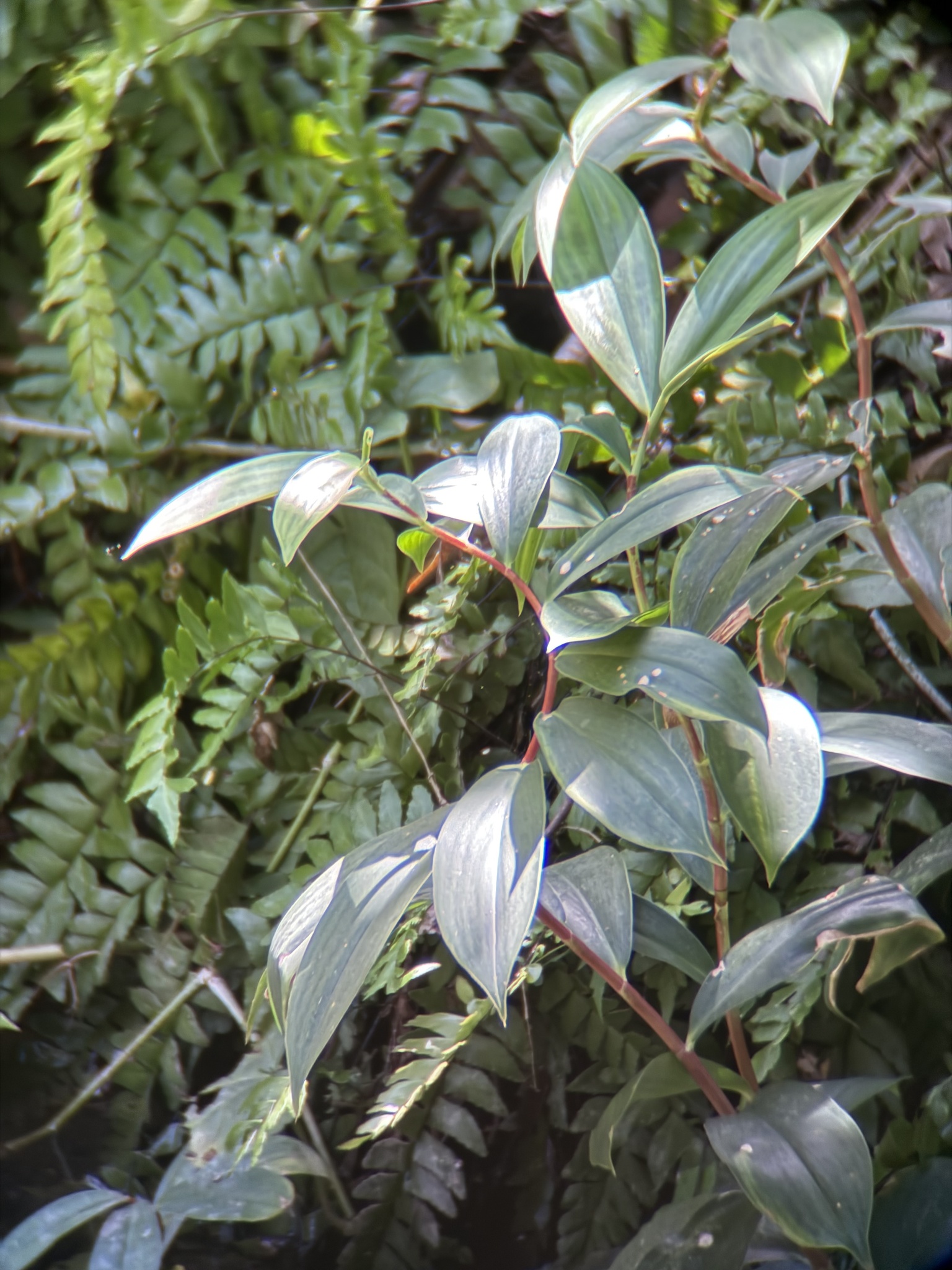 Hellenia speciosa — ảnh 2