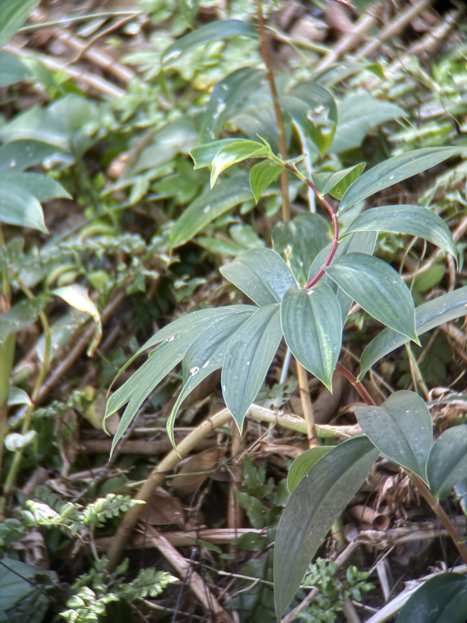 Hellenia speciosa — ảnh 3