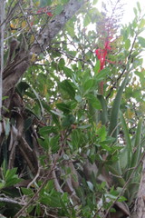 Aechmea bracteata
