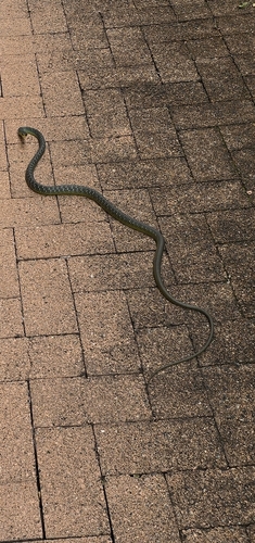 Common Tree Snake sighting