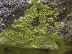 Psilolechia lucida