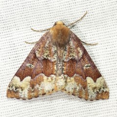 Caripeta pulcherrima