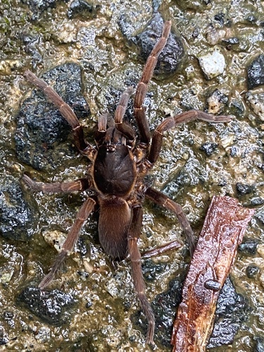 Holothele culebrae