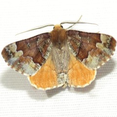 Caripeta pulcherrima