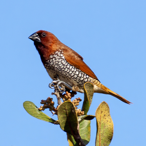 Scaly-breasted Munia (Lonchura punctulata), photo 9