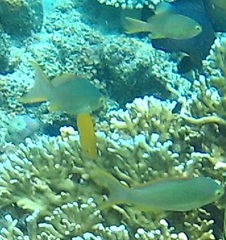 Pseudanthias huchtii