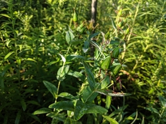 Hypericum ascyron pyramidatum