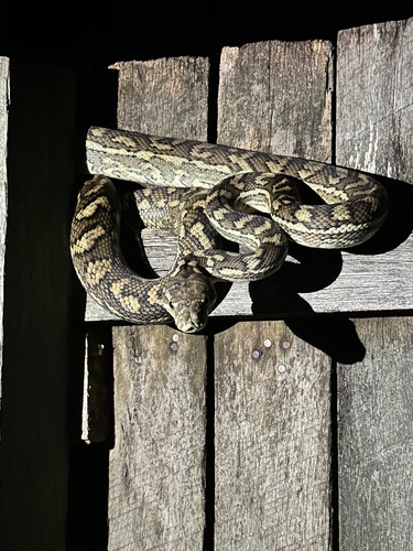 Coastal Carpet Python sighting