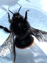 Bombus coccineus