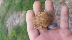Anaxyrus americanus charlesmithi
