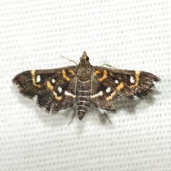 Diathrausta harlequinalis