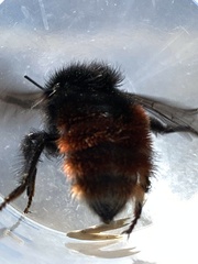 Bombus coccineus