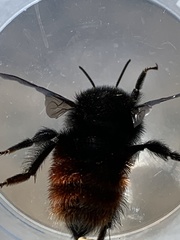 Bombus coccineus