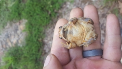 Anaxyrus americanus charlesmithi