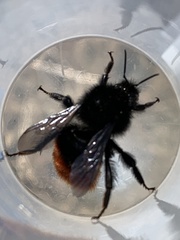Bombus coccineus