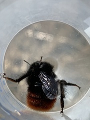 Bombus coccineus