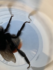 Bombus coccineus