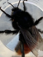 Bombus coccineus