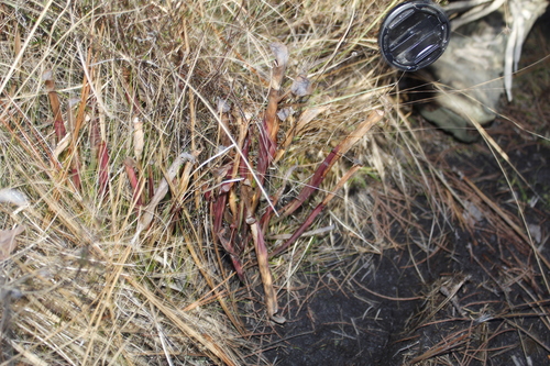 Image of Sarracenia rubra by (c) Alex Karasoulos, some rights reserved (CC BY)