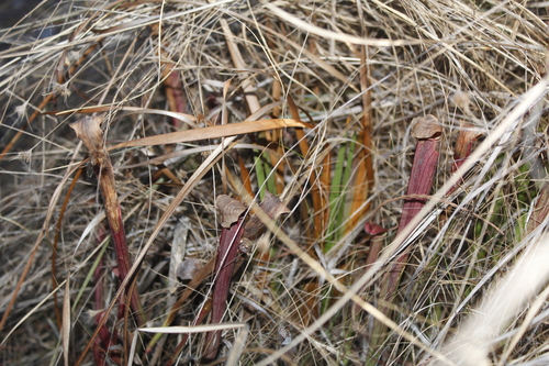 Image of Sarracenia rubra by (c) Alex Karasoulos, some rights reserved (CC BY)