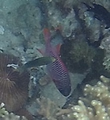 Myripristis violacea