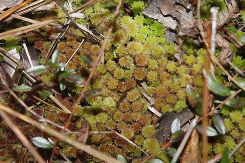 Tender Peatmoss (Sphagnum tenerum)