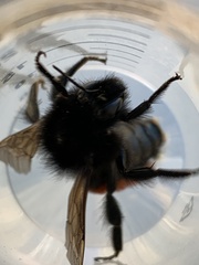 Bombus coccineus