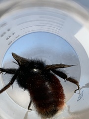 Bombus coccineus