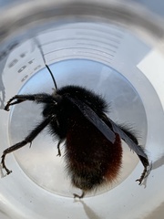 Bombus coccineus